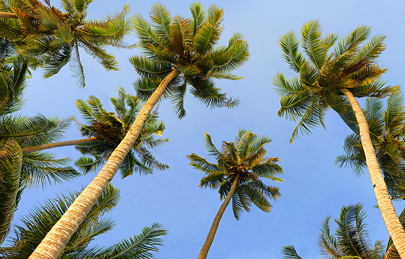 Coconut trees 03